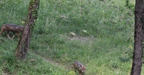 Groupe Loups Déplace Long Chemin Dans Forêt Marchant Ligne — Video