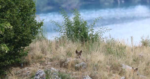 季節の乾燥した背の高い草の中に隠された2頭のオオカミの休息 — ストック動画