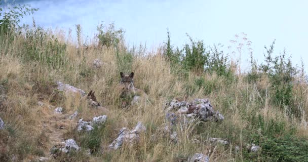 Dos Lobos Descansan Escondidos Hierba Seca Alta Temporada — Vídeo de stock