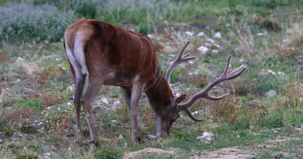 Männliche Rehe Auf Der Blumenwiese Ausgewachsenes Reh Frisst Gras Auf — Stockvideo