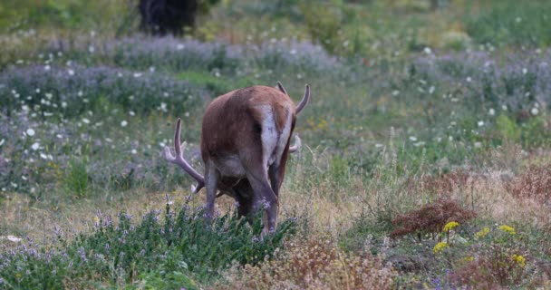 Männliche Rehe Auf Der Blumenwiese Ausgewachsenes Reh Frisst Gras Auf — Stockvideo