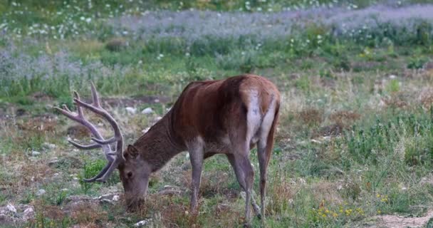 Male Deer Flowery Meadow Adult Male Deer Eats Grass Flowery — 图库视频影像
