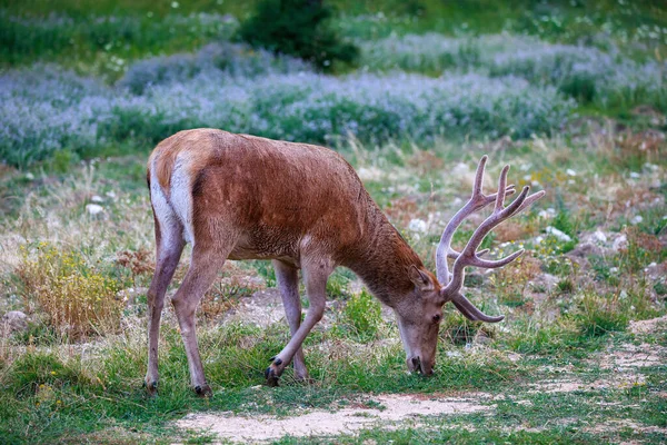 Dospělý Jelen Trávu Rozkvetlé Louce — Stock fotografie