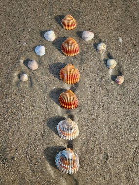 Sahildeki deniz kabukları ok şeklinde dizilmiş..