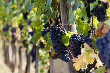 Demet olgun kırmızı üzüm, hasat için hazır