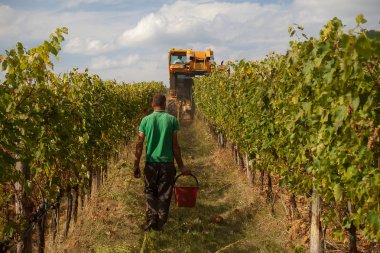 üzüm hasat