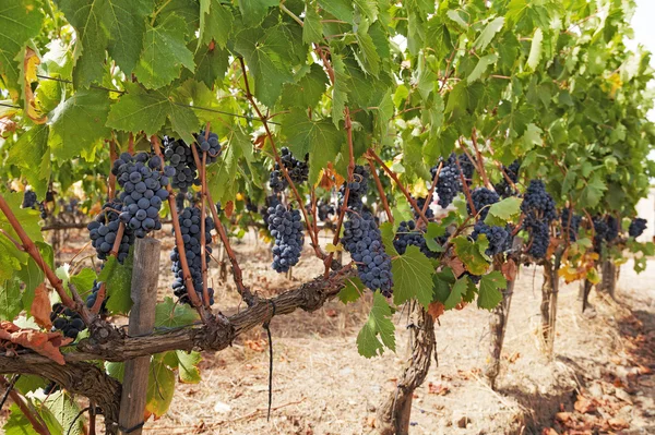 Grappoli di uva rossa matura, appesi alla vite e pronti per la vendemmia — Foto Stock