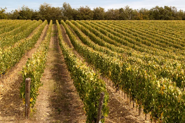 Rows of ripe grapes in a Tuscan hill — Stock Photo, Image
