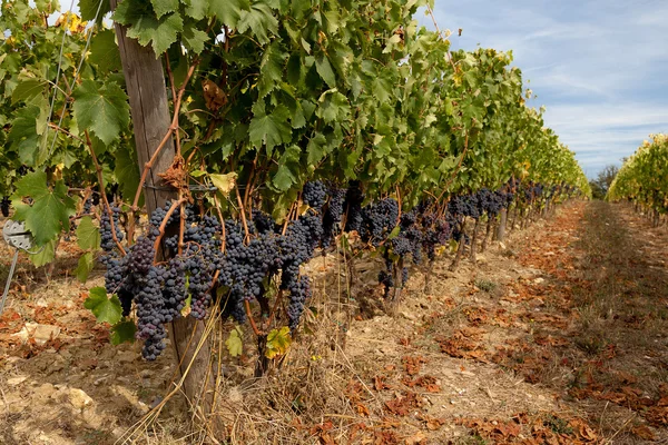 Rangées de raisins rouges mûrs dans un vignoble avant la récolte — Photo