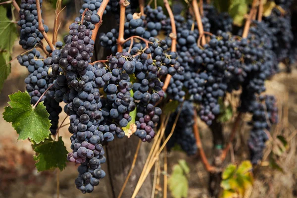 Бунш из спелого красного винограда — стоковое фото