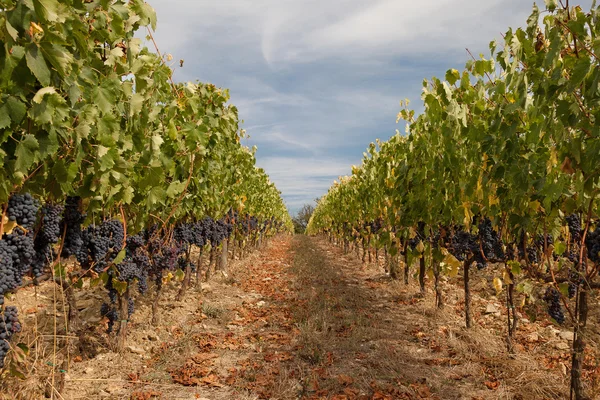 Rows of ripe grapes in a vineyard before harvest — Stock Photo, Image