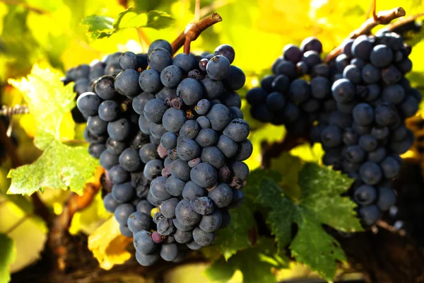 Grappoli di uve rosse mature, pronti per la vendemmia — Foto Stock