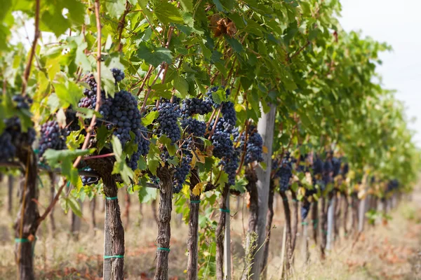 Rangées de raisins mûrs dans un vignoble avant la récolte — Photo