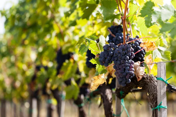 Bunch of red grapes — Stock Photo, Image