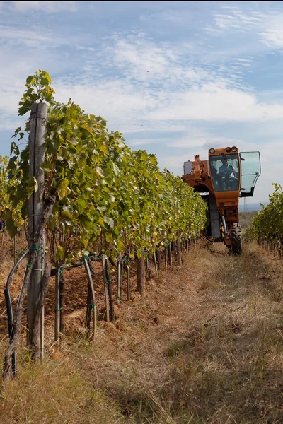 Mechanical harvesting grapes — Stock Photo, Image