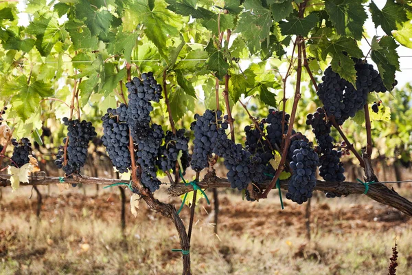 Rijen van rijpe druiven in een wijngaard vóór oogst — Stockfoto