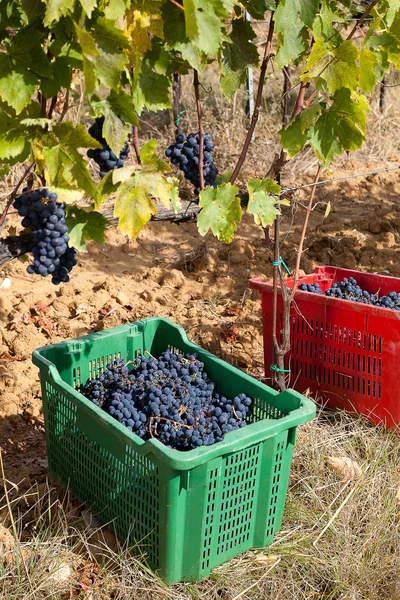 Uvas de vendimia . — Foto de stock gratis