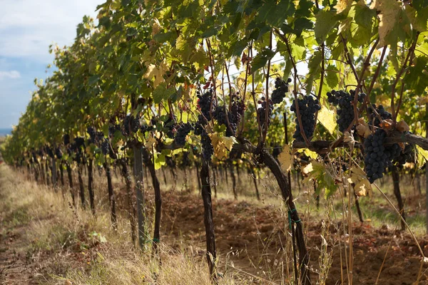 Виноградные ряды — стоковое фото