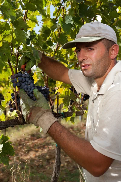 A man cuts the bunch of grapes with scissors. — Stock Photo, Image