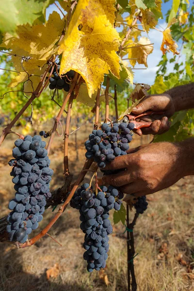 Met de hand oogsten van druiven — Gratis stockfoto
