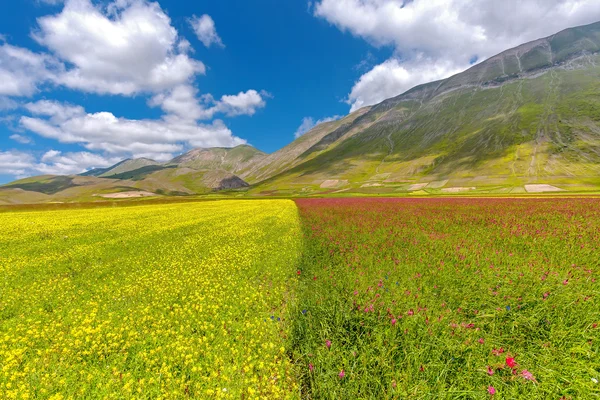 Çiçekli düz — Stok fotoğraf