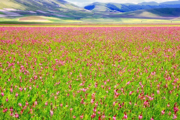 Flowery plain — Stock Photo, Image