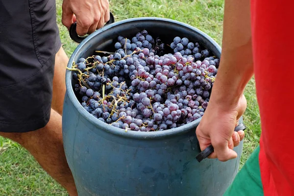 Cosecha de uva — Foto de Stock