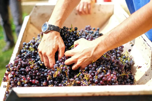 Winogron w maszynę, która oddziela jagody z łodyg. — Zdjęcie stockowe