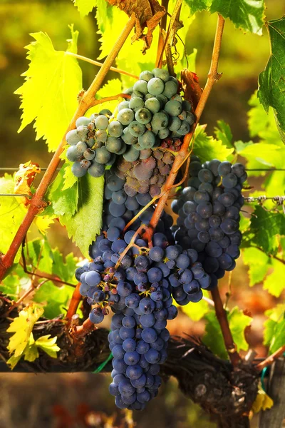 Bouquet de raisins rouges mûrissant sur la vigne avec des feuilles vertes et jaunes — Photo