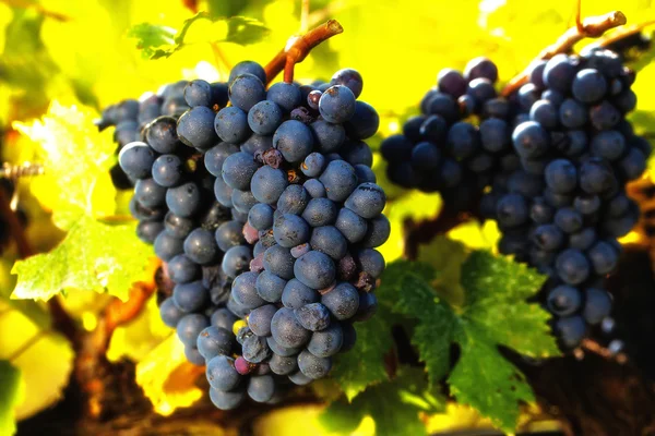 Gros plan de grappes de raisins rouges mûrs sur la vigne . — Photo