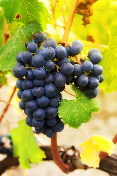 Primer plano de racimo de uvas rojas maduras en la vid . — Foto de stock gratis