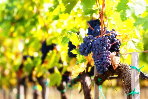 Ramo de uvas de vino tinto, tonificado — Foto de Stock