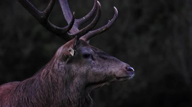 Azma mevsiminde yetişkin erkek geyik. Erkek geyiğin kükremesi.