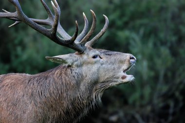 Şehvet mevsiminde yetişkin bir kızıl geyik. Bölgesini işaretlemek ve dişileri cezbetmek için, geyik karakteristik 