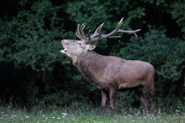 Şehvet mevsiminde yetişkin bir kızıl geyik. Bölgesini işaretlemek ve dişileri cezbetmek için, geyik karakteristik 