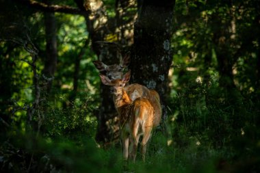 Kayın ormanında dişi geyik (Cervus elaphus) ve buzağı. İtalya 'nın Abruzzo kentindeki en büyük yabani otçul hayvandır. Parklara başarılı bir şekilde yeniden tanıtıldı, ormanlara ve çayırlara adapte oldu..