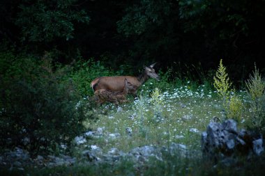 Kayın ormanında buzağıyla dişi kızıl geyik. İtalya 'nın Abruzzo kentindeki en büyük yabani otçul hayvandır. Parklara başarılı bir şekilde yeniden tanıtıldı, ormanlara ve çayırlara adapte oldu..