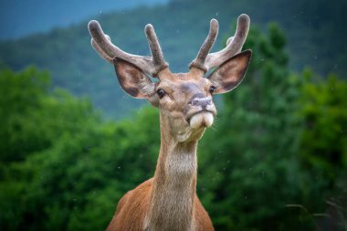 Genç erkek kızıl geyik, İtalya, Abruzzo 'daki en büyük yabani otobur. Parklara başarıyla yeniden tanıtıldı, görkemli boynuzları ve kükremesiyle bilinen ormanlara ve otlaklara adapte oldu..