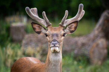 Genç erkek kızıl geyik, İtalya, Abruzzo 'daki en büyük yabani otobur. Parklara başarıyla yeniden tanıtıldı, görkemli boynuzları ve kükremesiyle bilinen ormanlara ve otlaklara adapte oldu..