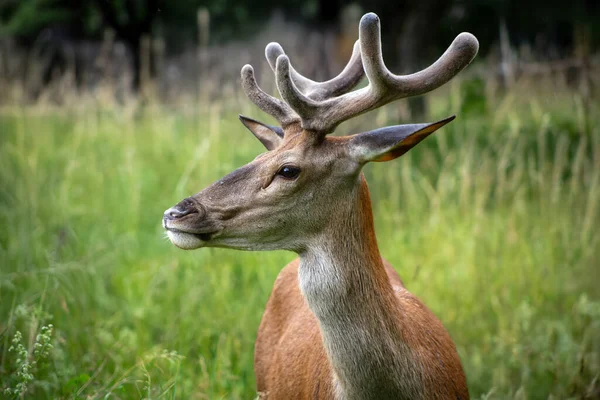 Genç erkek kızıl geyik, İtalya, Abruzzo 'daki en büyük yabani otobur. Parklara başarıyla yeniden tanıtıldı, görkemli boynuzları ve kükremesiyle bilinen ormanlara ve otlaklara adapte oldu..