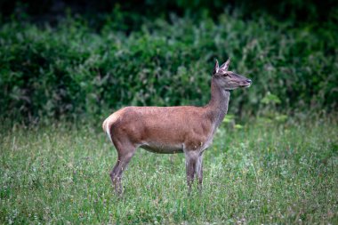 Çayırdaki dişi kızıl geyik. İtalya 'nın Abruzzo kentindeki en büyük yabani otçul hayvandır. Parklara başarılı bir şekilde yeniden tanıtıldı, ormanlara ve çayırlara adapte oldu..