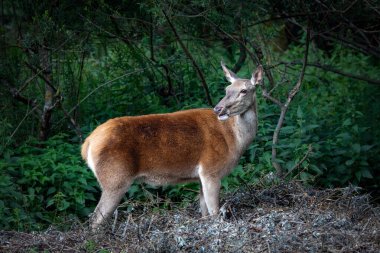 Ormandaki dişi kızıl geyik. İtalya 'nın Abruzzo kentindeki en büyük yabani otçul hayvandır. Parklara başarılı bir şekilde yeniden tanıtıldı, ormanlara ve çayırlara adapte oldu..