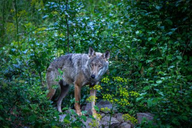 Apennin 'de yaşayan gri kurdun yaygın bir alt türü olan Apennin kurdu (Canis lupus italicus), neslinin tükenmesinin eşiğinde olan orta İtalya' da yaşayan korunmuş bir tür olarak bilinir..