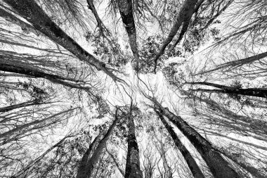 Donmuş ağaç dalları ve altın yaprakların sanatsal yükseliş görüntüsü canlı bir gökyüzüne uzanıyor, parlak bir kış sabahının dingin ve canlı özünü yakalıyor..