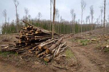 Her iki tarafında büyük kereste yığınları olan yakın zamanda ağaçlandırılmış bir orman bölgesinden geçen toprak bir pist. İnce, çıplak ağaçlar arka planda gri bir gökyüzünün altında duruyor, kereste hasadı ve orman yönetiminin ölçeğini gösteriyor..