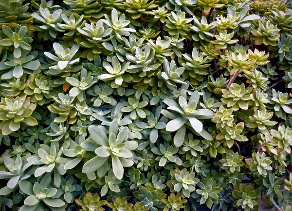 Sedum spathulifolium, planta suculenta da família Crassulaceae — Fotografia de Stock