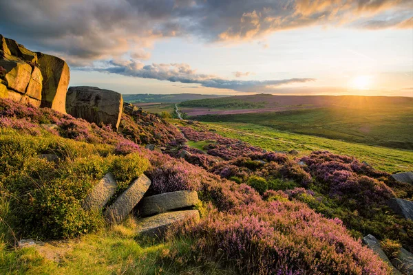 Beautiful Summer Evening Heather Full Bloom Peak District — Stock Photo, Image