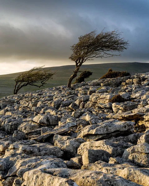 Winderige Bomen Met Stemmige Wolken Achtergrond Genomen Het Yorkshire Dales — Stockfoto