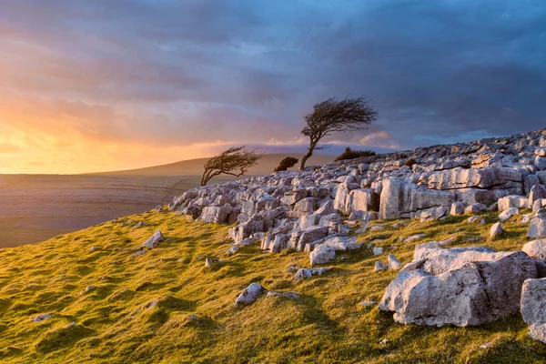 Copac Măturat Vânt Marginea Trotuarului Twistleton Scar Calcar Din Yorkshire — Fotografie, imagine de stoc