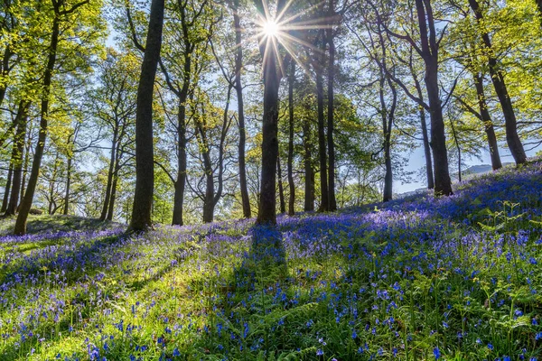 Soleil Brille Travers Les Arbres Des Bois Avec Des Tapis — Photo